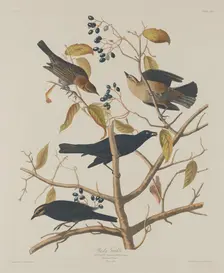 Rusty Grakle, 1833. Creator: Robert Havell