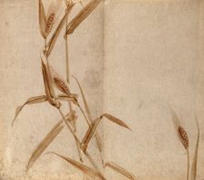 Rye (Secale species): plant stems with seedheads, c19th century. Creator: Unknown