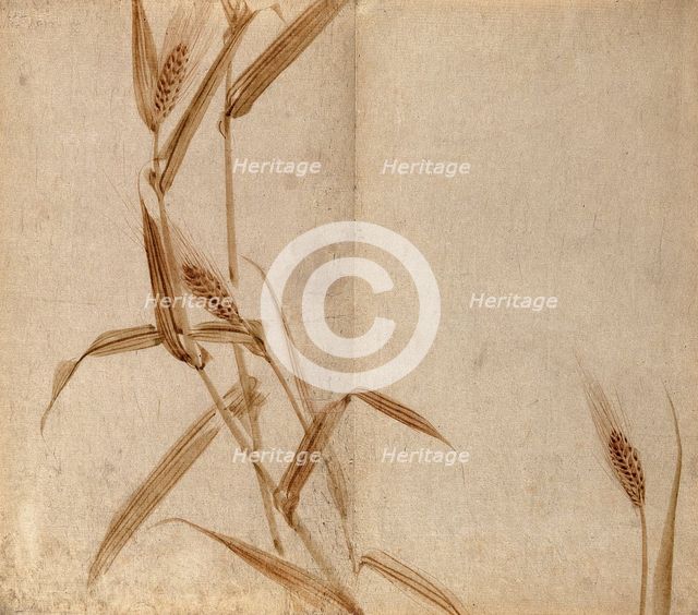 Rye (Secale species): plant stems with seedheads, c19th century. Creator: Unknown.