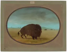 Wounded Buffalo Bull, 1861/1869. Creator: George Catlin