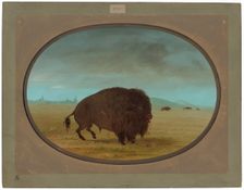 Wounded Buffalo Bull, 1861/1869. Creator: George Catlin