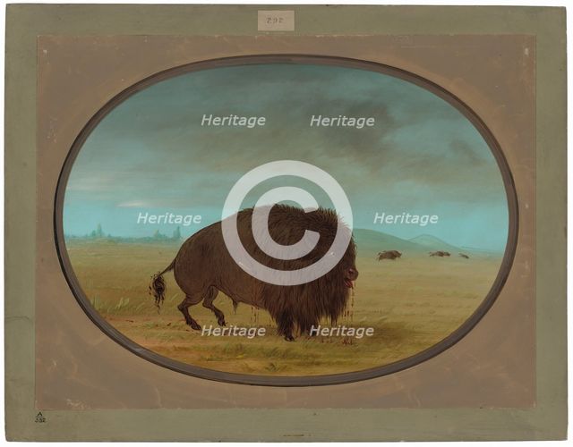 Wounded Buffalo Bull, 1861/1869. Creator: George Catlin.