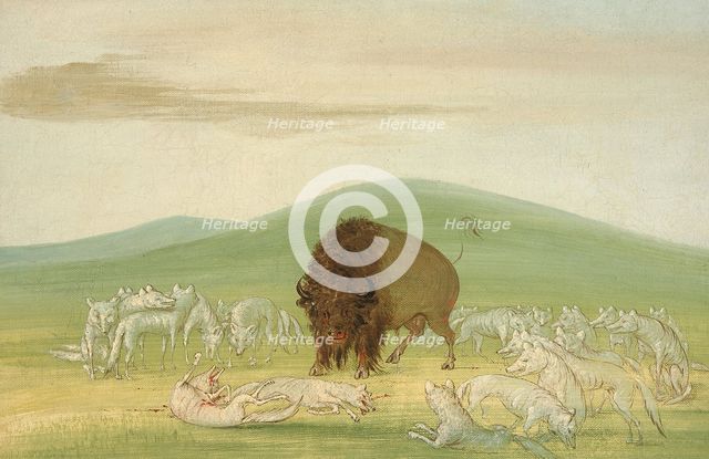 Wounded Buffalo Bull Surrounded by White Wolves, 1832-1833. Creator: George Catlin.