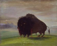 Wounded Buffalo, Strewing His Blood over the Prairies, 1832-1833. Creator: George Catlin