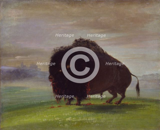Wounded Buffalo, Strewing His Blood over the Prairies, 1832-1833. Creator: George Catlin.