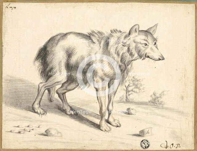 Wolf, 1655. Creator: Jan van Os.
