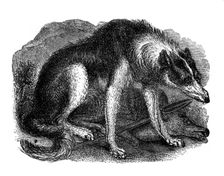 Wolf dog 1848