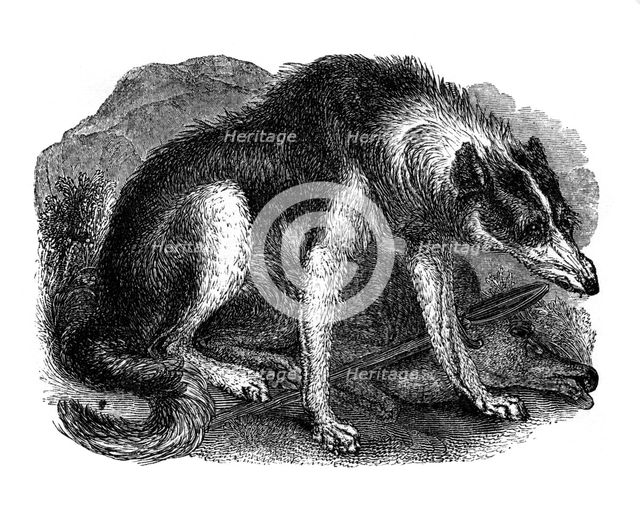 'Wolf dog', 1848. Artist: Unknown