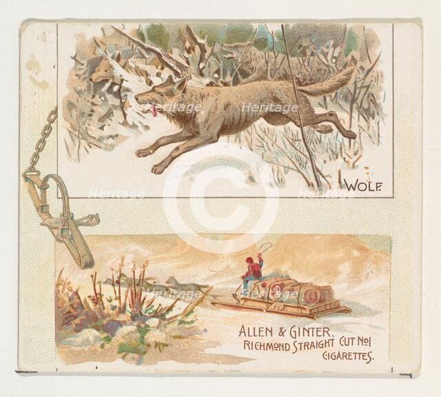 Wolf, from Quadrupeds series (N41) for Allen & Ginter Cigarettes, 1890. Creator: Allen & Ginter.