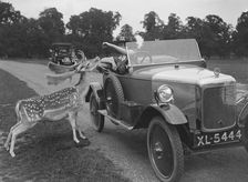 Woman in a BSA car feeding a deer in Richmond Park, Surrey, c1920s. Artist: Bill Brunell