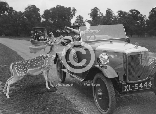 Woman in a BSA car feeding a deer in Richmond Park, Surrey, c1920s. Artist: Bill Brunell.
