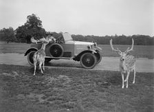 Woman in a BSA car feeding a deer in Richmond Park, Surrey, c1920s. Artist: Bill Brunell