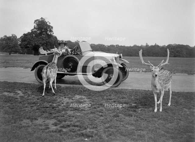Woman in a BSA car feeding a deer in Richmond Park, Surrey, c1920s. Artist: Bill Brunell.