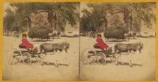 Woman in donkey-drawn carriage, hay wagon in background, 1870s. Creator: Charles A. Beckford