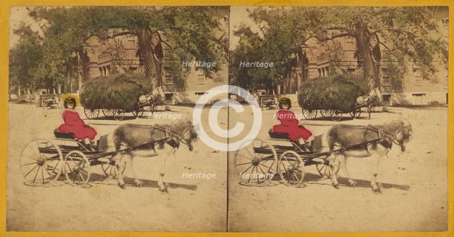 Woman in donkey-drawn carriage, hay wagon in background, 1870s. Creator: Charles A. Beckford.