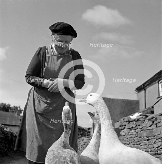 Woman looking down at a group of geese, Cumbria, 1957. Artist: John Gay