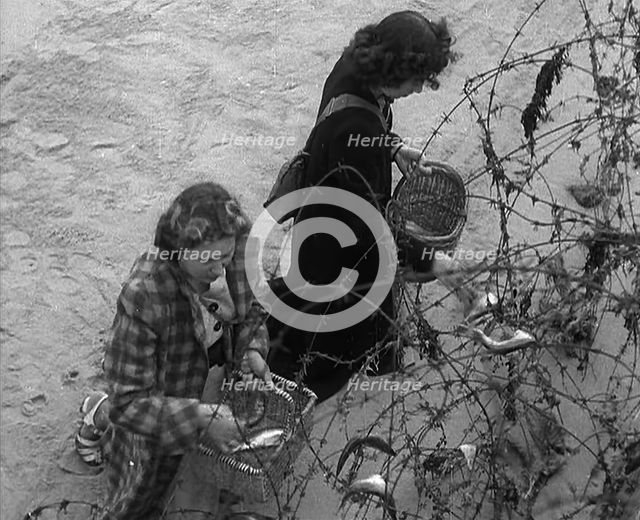 Women Collecting Fish Caught on Barbed Wire, 1940. Creator: British Pathe Ltd.