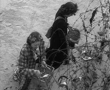 Women Collecting Fish Caught on Barbed Wire, 1940. Creator: British Pathe Ltd