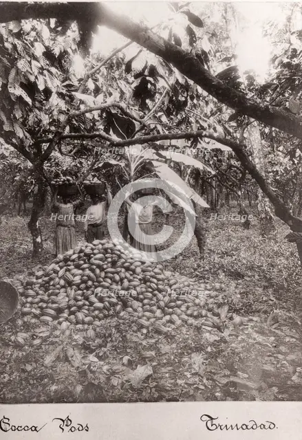 Women carry cocoa pods in baskets on their heads, Trinidad, 1897. Artist: Unknown