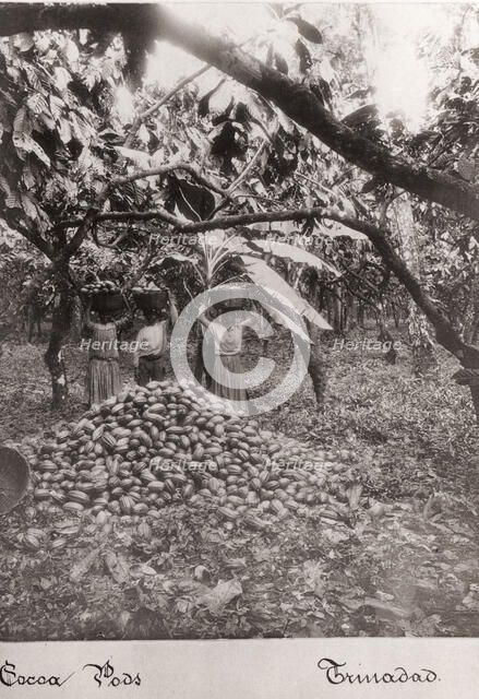 Women carry cocoa pods in baskets on their heads, Trinidad, 1897. Artist: Unknown