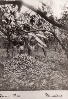 Women carry cocoa pods in baskets on their heads, Trinidad, 1897