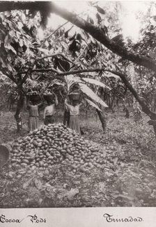 Women carry cocoa pods in baskets on their heads, Trinidad, 1897