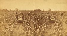 Women and children picking cotton, (1868-1900?). Creator: J. N. Wilson