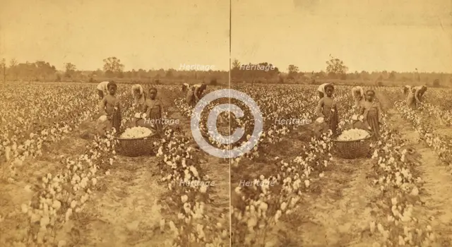 Women and children picking cotton, (1868-1900?). Creator: J. N. Wilson.