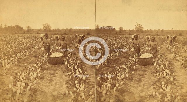 Women and children picking cotton, (1868-1900?). Creator: J. N. Wilson.