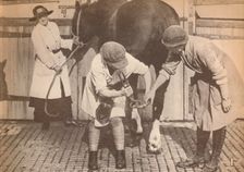 Women as farriers in the horse hospital of a big firm of haulage contactors c1916, (1935)
