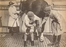 Women as farriers in the horse hospital of a big firm of haulage contactors c1916, (1935)