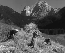 Women Gathering Hay, 1943-1944. Creator: British Pathe Ltd
