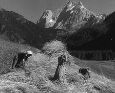 Women Gathering Hay, 1943-1944. Creator: British Pathe Ltd