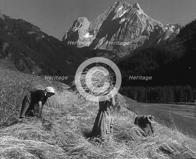 Women Gathering Hay, 1943-1944. Creator: British Pathe Ltd.