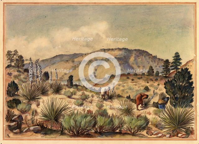 Women Gathering Yucca Plants, 20th century. Creator: Unknown.