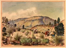Women Gathering Yucca Plants, 20th century. Creator: Unknown