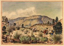 Women Gathering Yucca Plants, 20th century. Creator: Unknown
