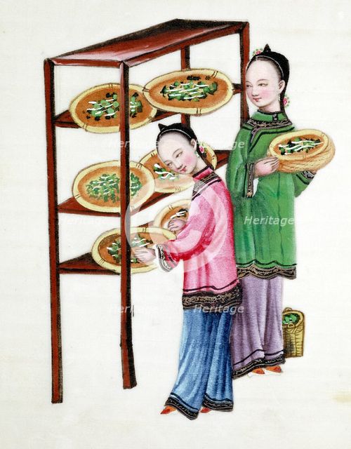 Women feeding silkworms on mulberry leaves, 19th century. Artist: Unknown