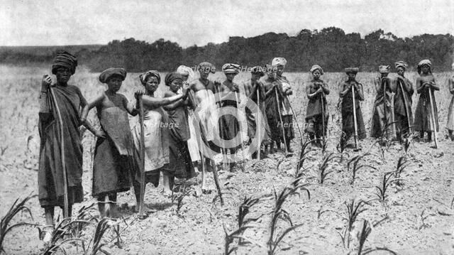 Women hoeing a field of maize, South Africa, c1923. Artist: Unknown