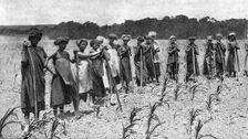 Women hoeing a field of maize, South Africa, c1923