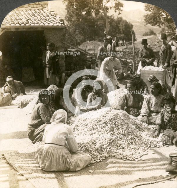 Women sorting large piles of silk cocoons, Antioch, Syria, 1900s.Artist: Underwood & Underwood