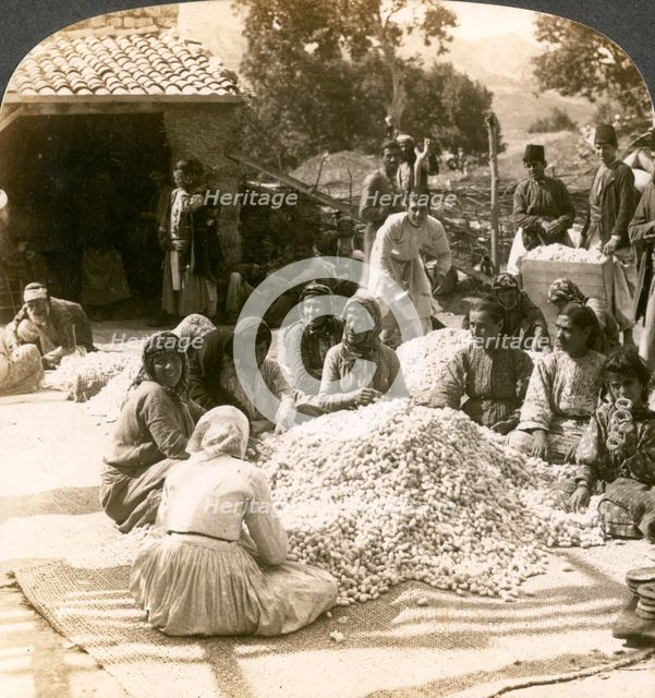 Women sorting large piles of silk cocoons, Antioch, Syria, 1900s.Artist: Underwood & Underwood