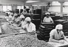 Women sorting nuts, Rowntree factory, York, Yorkshire, 1933