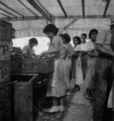 Women packing apricots in large open sheds adjoining the orchards, Brentwood, California, 1938. Creator: Dorothea Lange