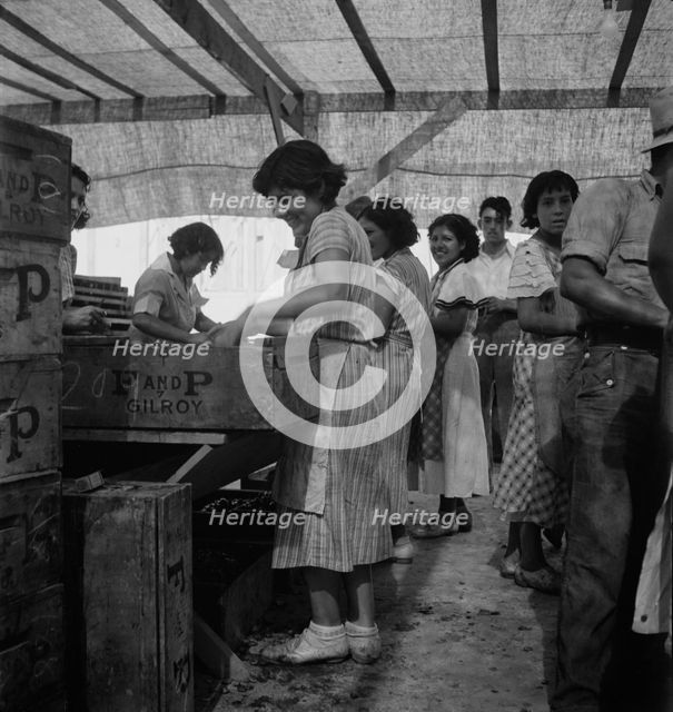 Women packing apricots in large open sheds adjoining the orchards, Brentwood, California, 1938. Creator: Dorothea Lange.