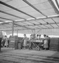 Women packing apricots in large open sheds adjoining the orchards, Brentwood, California, 1938. Creator: Dorothea Lange