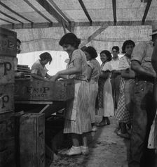 Women packing apricots in large open sheds adjoining the orchards, Brentwood, California, 1938. Creator: Dorothea Lange