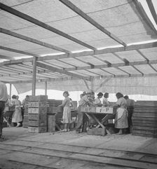 Women packing apricots in large open sheds adjoining the orchards, Brentwood, California, 1938. Creator: Dorothea Lange