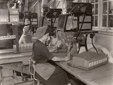 Women packing Elect Cocoa, Rowntree factory, York, Yorkshire, 1955