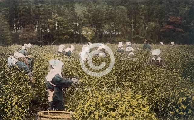 Women picking tea, with male overseer, 1890's. Creator: Japanese Photographer (19th Century).